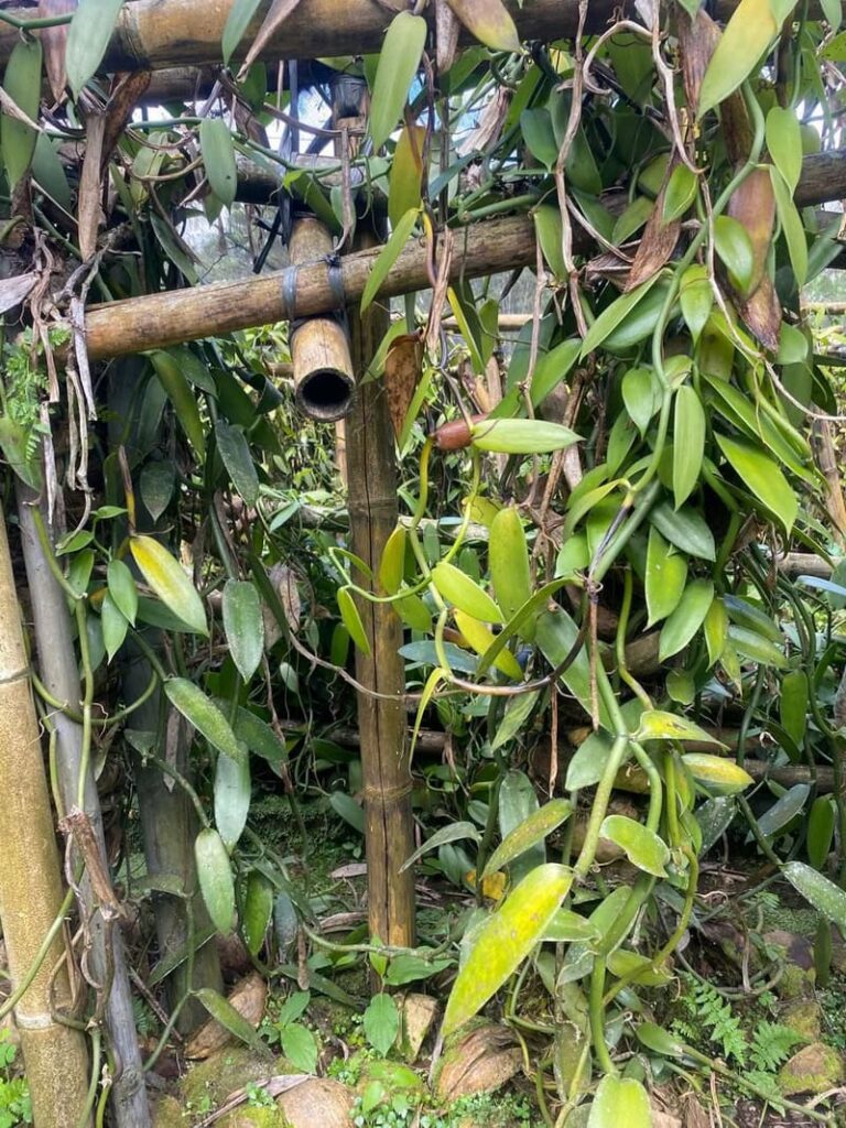 Blog 32 plantation de vanille